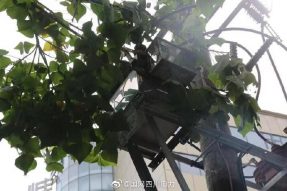 雁江供電公司修理10kV中晶二線上樹枝，變身“伐木工”