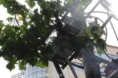 雁江供電公司修理10kV中晶二線上樹枝，變身“伐木工”