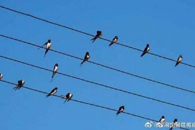 小鳥站在高壓電線上，不怕電？