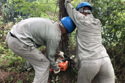 林木尖尖角，為何要砍掉？