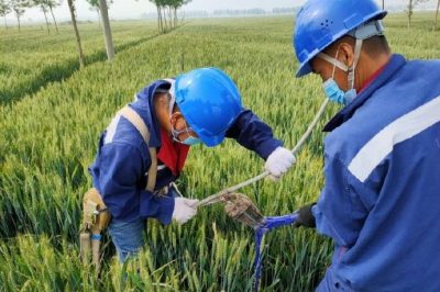 戰(zhàn)疫情 保供電#風(fēng)吹麥成浪，田間施工忙，周末不打烊，供電有保障