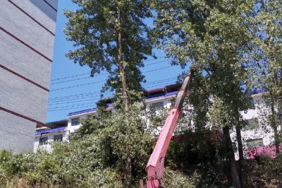 配電運檢人員在10千伏高鎮(zhèn)線對高大樹木進(jìn)行砍青掃障