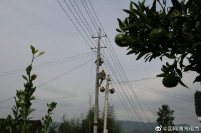 對(duì)更換線路10千伏王李線李子園支線4號(hào)至7號(hào)桿進(jìn)行金具安裝、導(dǎo)線展放及搭火作業(yè)