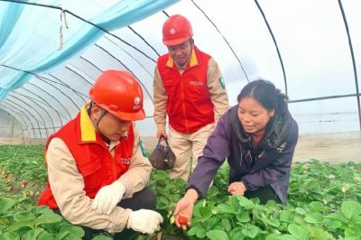 對(duì)草莓大棚用電線路、排灌設(shè)備進(jìn)行檢查維護(hù)